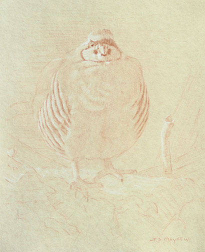 Right Frontal Study of a Chukar on a Branch