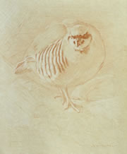 Right Frontal Study of a Chukar