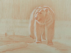 Right frontal study of a grizzly bear