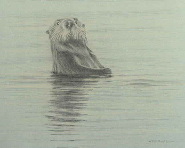 Right frontal study of a sea otter
