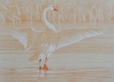 Right posterior study of a tundra swan with widespread wings