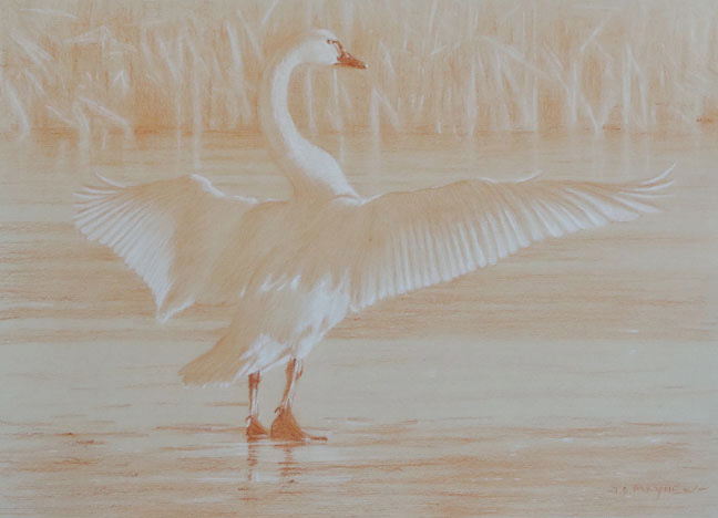 Right posterior study of a tundra swan with widespread wings 