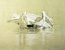 Right Side Study of a Trumpeter Swan Preening its Tail Feathers