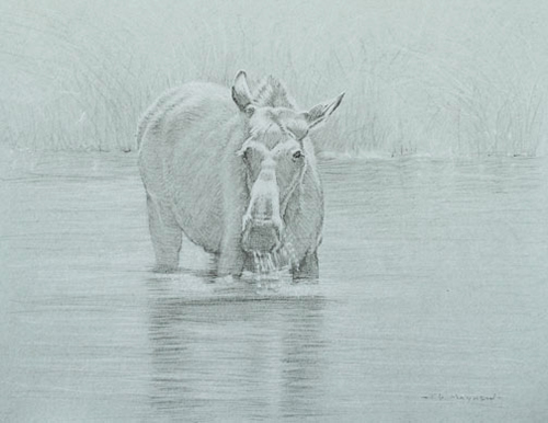 Right Side Frontal Study of a Cow Moose Standing in Water