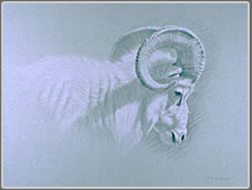 Right Side Head and Shoulder Study of a Dall Ram