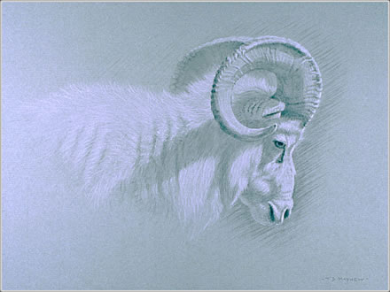 Right Side Head and Shoulder Study of a Dall Ram