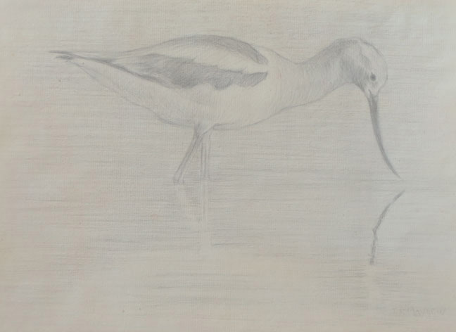 Right side study of an American avocet