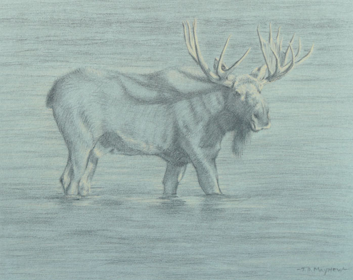 Right side study of a bull moose standing in water looking to the right