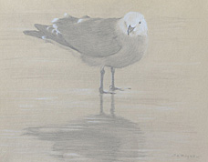 Right side study of a Heerman's gull