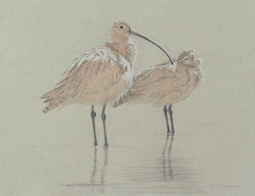 Right Side Study of a Juvenile and an Adult Long-billed Curlew