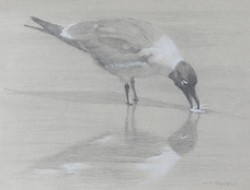 Right side study of a Laughing gull feeding on a crab claw 