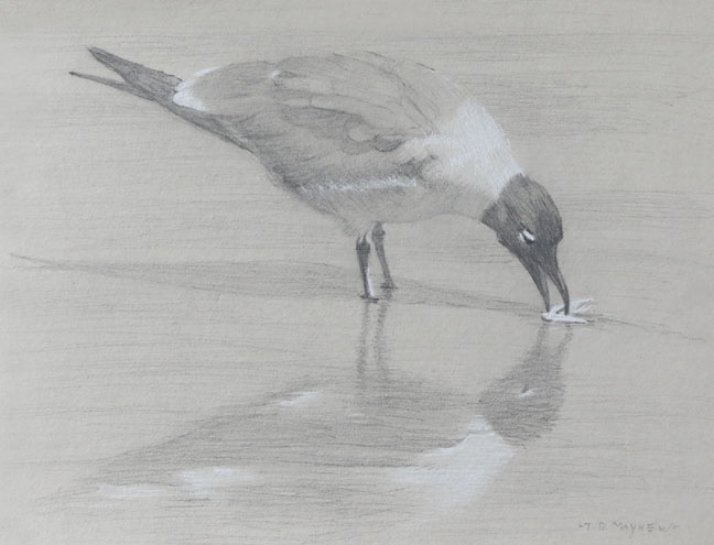 Right side study of a Laughing gull feeding on a crab claw