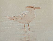 Right Side Study of a Royal Tern