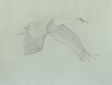 Right side study of a sandhill  crane in flight 