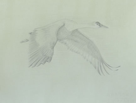 Right side study of a sandhill crane in flight 