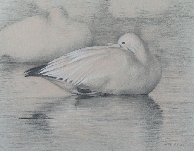 Right side study of a sleeping snow goose with head turned back