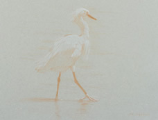 Right Side Study of a Snowy Egret
