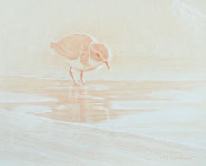 Right Side Study of a Snowy Plover Looking into Water