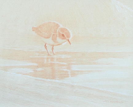 Right Side Study of a Snowy Plover Looking into Water