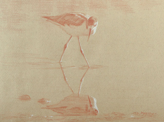 Right side study of a black-necked stilt looking to its right