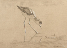 Right side study of a black-necked stilt looking into the water