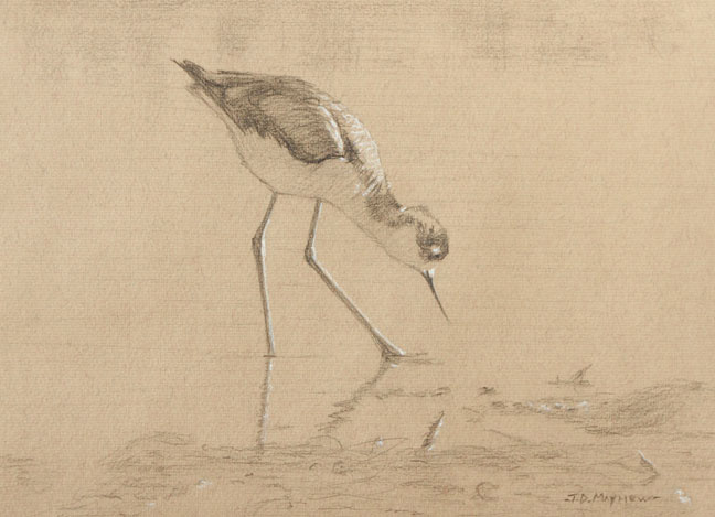 Right side study of a black-necked stilt looking into the water