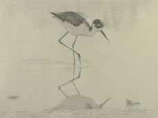 Right side study of a black-necked stilt with right foot touching water
