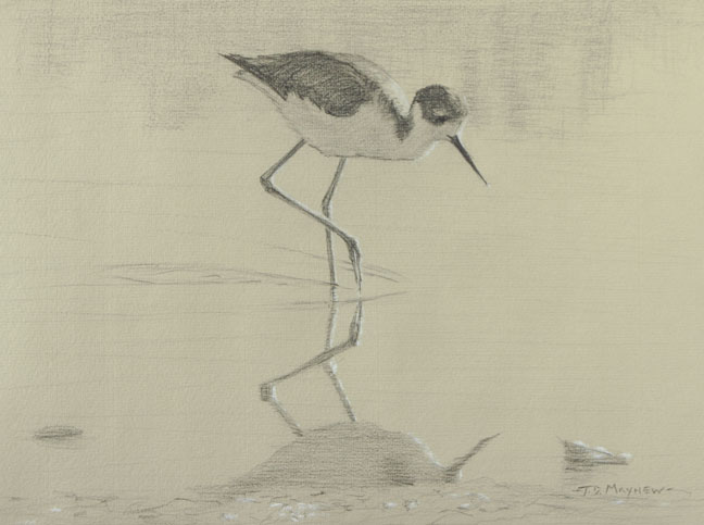 Right side study of a black-necked stilt with right foot touching water