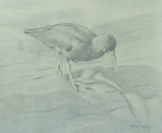 Right side study of a black oystercatcher with raised leg