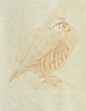 Right Side Study of a Chukar