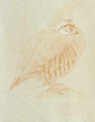 Right Side Study of a Chukar