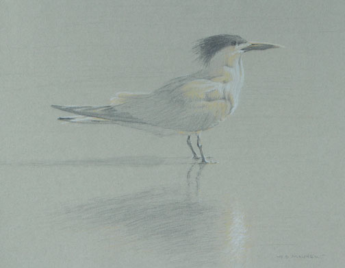 Right side study of an elegant tern, its shadow and reflection