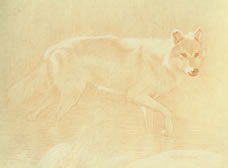 Right Side Study of a Gray Wolf Wading  with Raised Forefoot