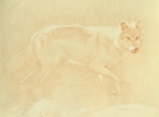 Right Side Study of a Gray Wolf Wading  with Raised Forefoot