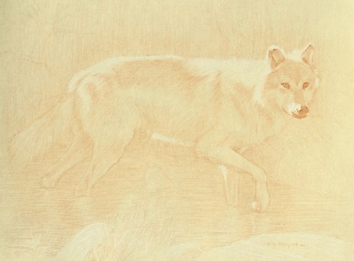 Right Side Study of a Gray Wolf Wading  with Raised Forefoot