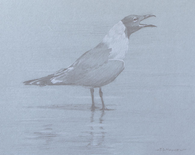 Right side study of a laughing gull with open bill