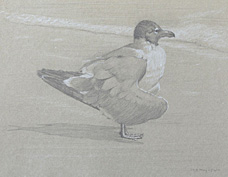 Right side study of a laughing gull with wings held to its side