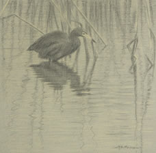 Right side study of a little blue heron 