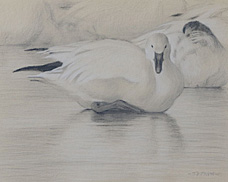 Right side study of a snow goose resting on ice 
