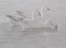 Right side study of three swimming Ross's geese