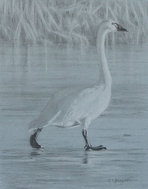 Right side study of a tundra swan walking on ice with right foot forward