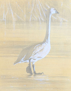 Right side study of two tundra swans walking on ice