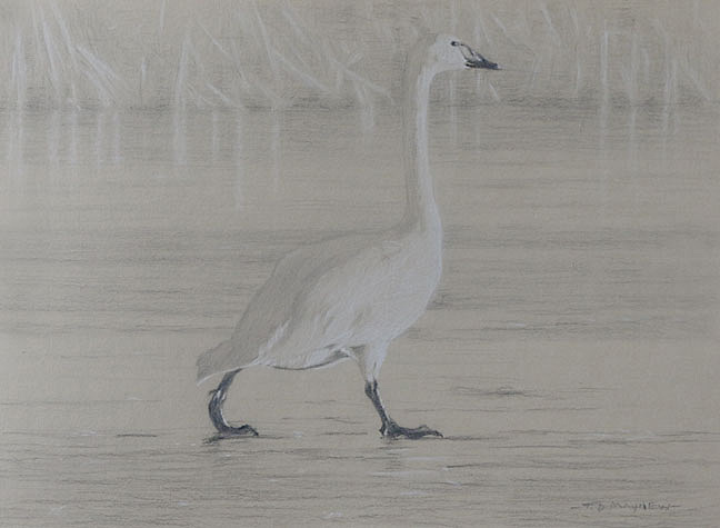 Right side study of a tundra swan walking on ice