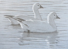Right side study of two swimming Ross's geese