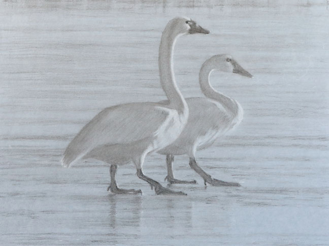 Right side study of two tundra swans walking on ice