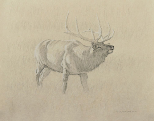 Right side study of a bull elk sniffing the air