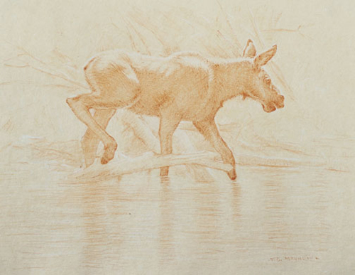 Right Side Study of a Moose Calf Entering the Water