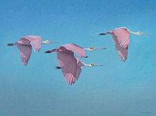 Roseate fly-by