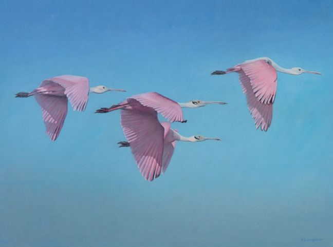Roseate fly-by