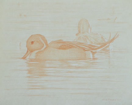 Study of Two Swimming Pintail Ducks